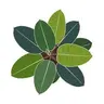 Profile picture of Nathngn