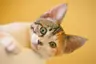 Profile picture of Atlas