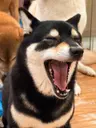 Profile picture of Siyu