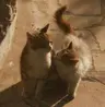 Profilbillede af yoshicreates